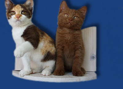 Britisch Kurzhaar Katzenbabys